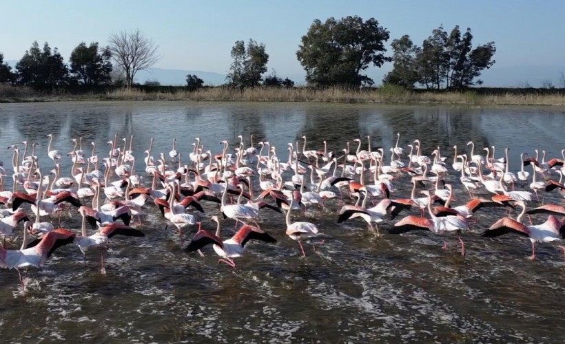 Söke Ovası'nın yeni sahibi flamingolar