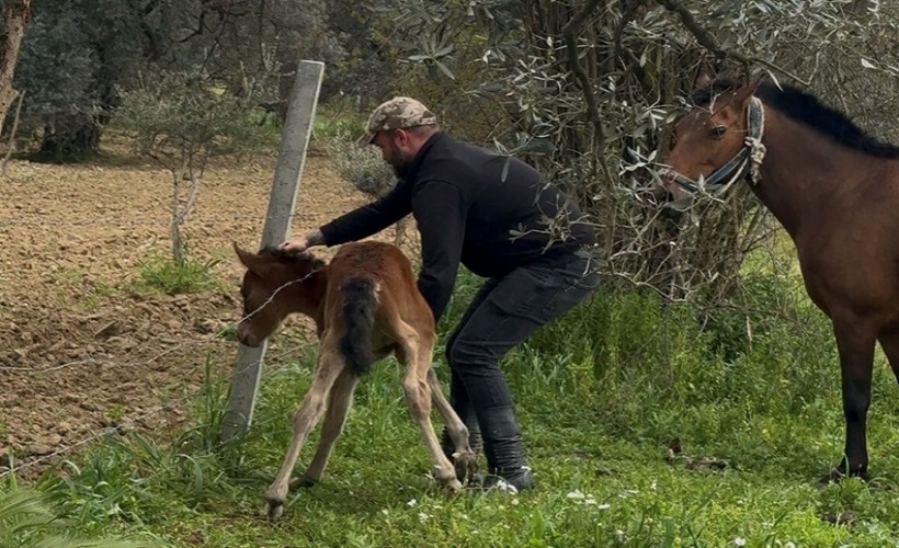 Tellere takılan tayı kurtarıp annesine kavuşturdu