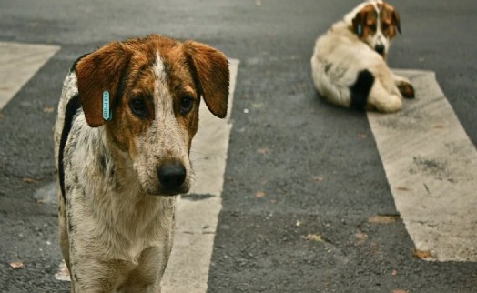 İstanbul'da sokak köpekleri için genelge! Mayıs'a kadar 'toplamayan' belediyeler