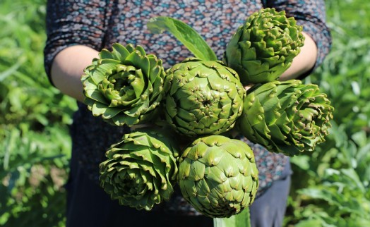 İzmir'de enginar mesaisi başladı