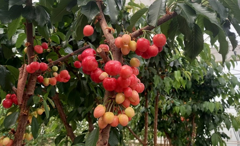 Jeotermal serada yetiştirilen kirazlarda ilk hasat yapıldı
