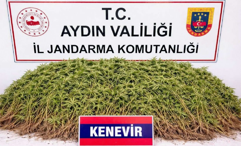 Zeytin bahçesinin içinden kenevir çıktı!