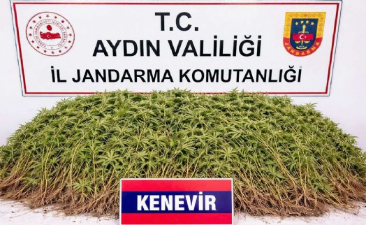 Zeytin bahçesinin içinden kenevir çıktı!