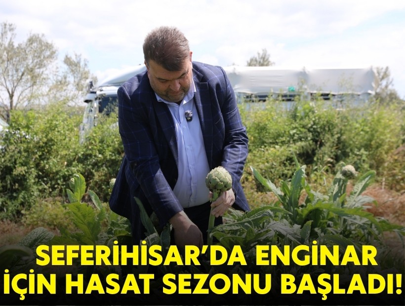 Seferihisar’da enginar için hasat sezonu başladı!