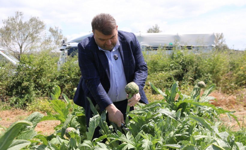 Seferihisar’da enginar için hasat sezonu başladı!