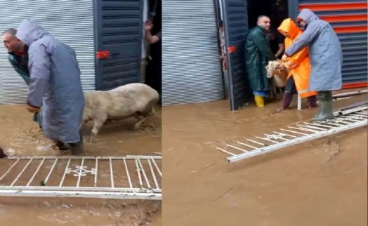 Aydın'da sağanak ve fırtına; mahsur kalan küçükbaş hayvanlar kurtarıldı