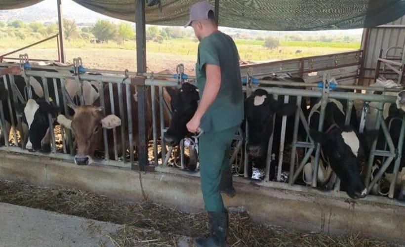 Aydın’da şap hastalığı: 17 mahallede karantina tedbirleri alındı