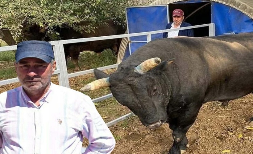 Boğanın saldırısına uğrayan besici, 51 günlük yaşam savaşını kaybetti