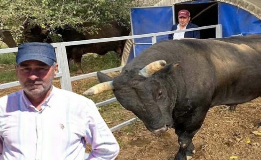 Boğanın saldırısına uğrayan besici, 51 günlük yaşam savaşını kaybetti