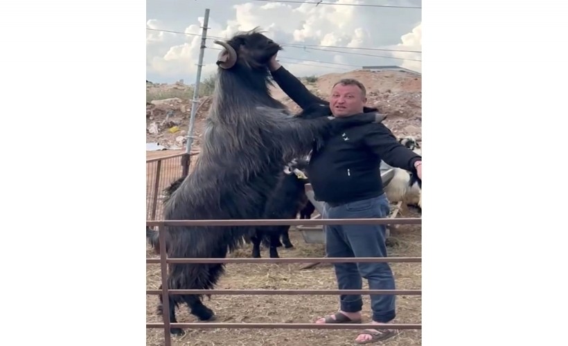 Boyundan büyük teke yetiştirdi