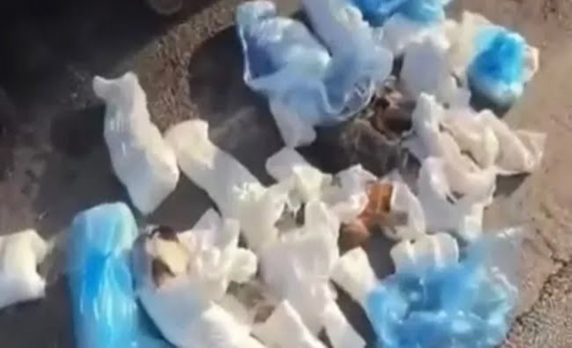 İzmir’de korkunç olay: Çöp konteynırları önünde 33 ölü kedi bulundu