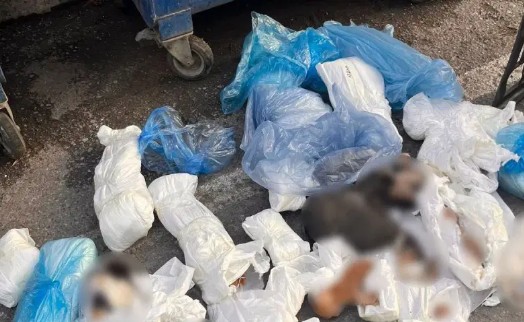 İzmir'de 33 kedi ölü bulunmuştu... Veteriner gözaltına alındı