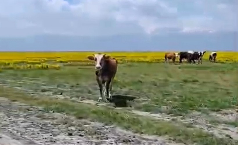Koruma altındaki Eber sarısını ineklere yedirdiler!