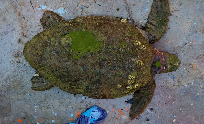 Kuşadası’nda yaralı bulunan caretta caretta tedaviye alındı