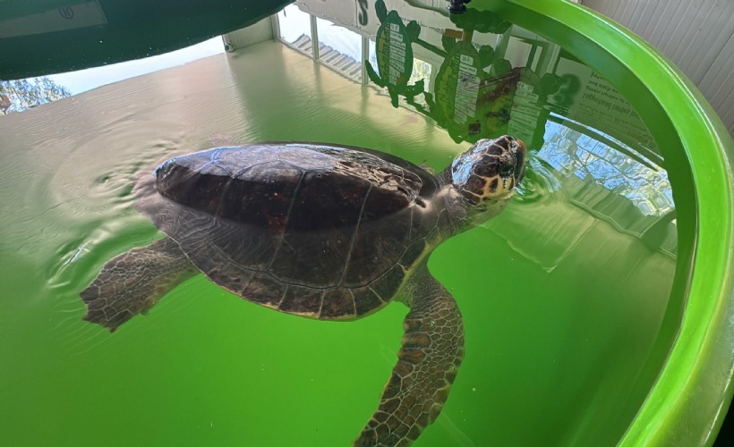 Tatilcilere caretta caretta uyarısı: Beslemeyin!