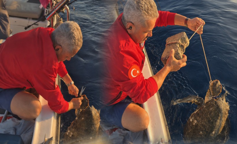 Ayağına parke taşı bağlanmış deniz kaplumbağasını kurtardılar