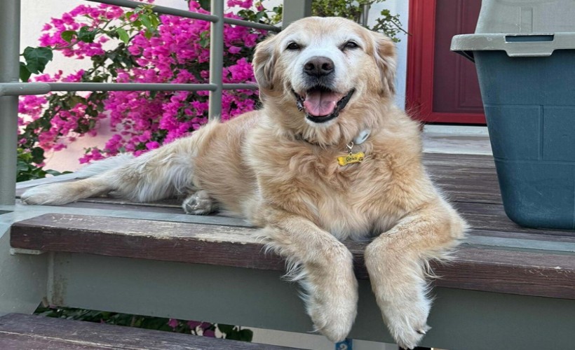 Bodrum'da 'Çinko' isimli köpeğin ölümüne neden olan sürücü beraat etti