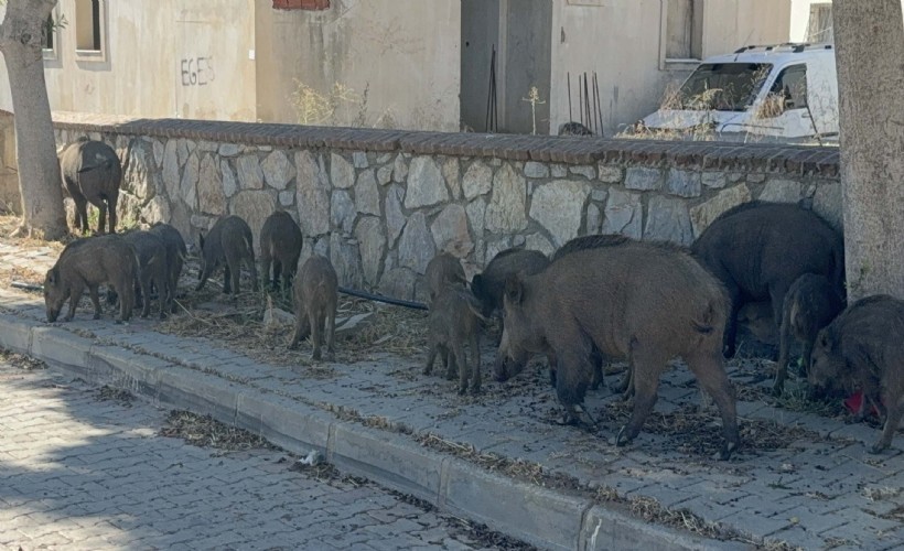 Bodrum merkeze domuz sürüsü indi!