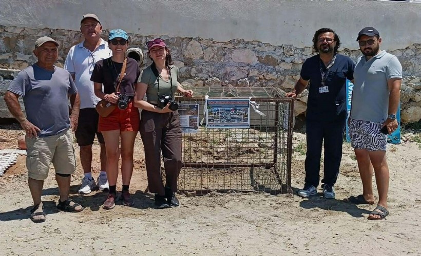Caretta Carettalar Aydın'ı yuva olarak seçmeye başladı