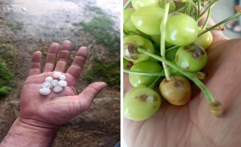Eber kirazını dolu vurdu