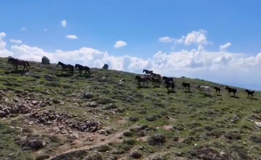 Emirdağları'nın zirvesinde yılkı atları sürprizi