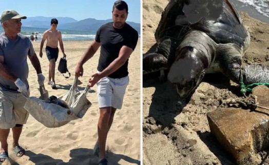 İzmir'de vahşet! Yüzgecine parke taşı bağlanan caretta caretta ölü bulundu