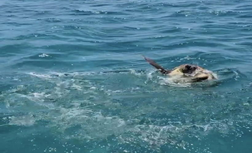 Muğla'da ağa takılan deniz kaplumbağası kurtarıldı