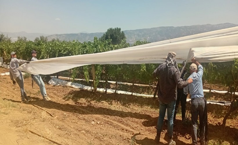Sarıgöl’de sultaniye üzümüne örtülü koruma