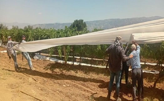 Sarıgöl'de sultaniye üzümüne örtülü koruma