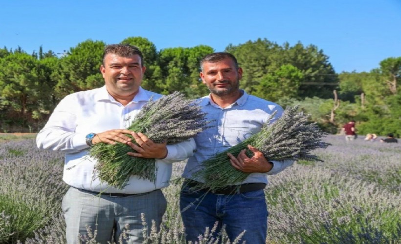 Seferihisar'da Lavanta Hasat Şenliği için geri sayım başladı