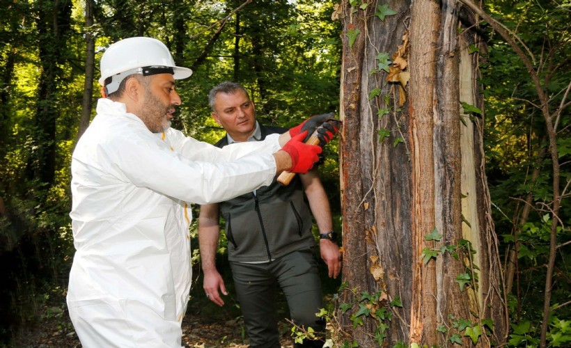 Sığla yağı ve buhuru üretim sezonu başladı