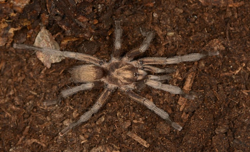 Türkiye'nin yeni tarantula türü tescillendi
