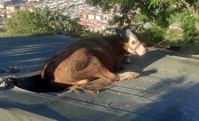 Yamaçta otlarken çıktığı evin çatısında mahsur kalan inek kurtarıldı