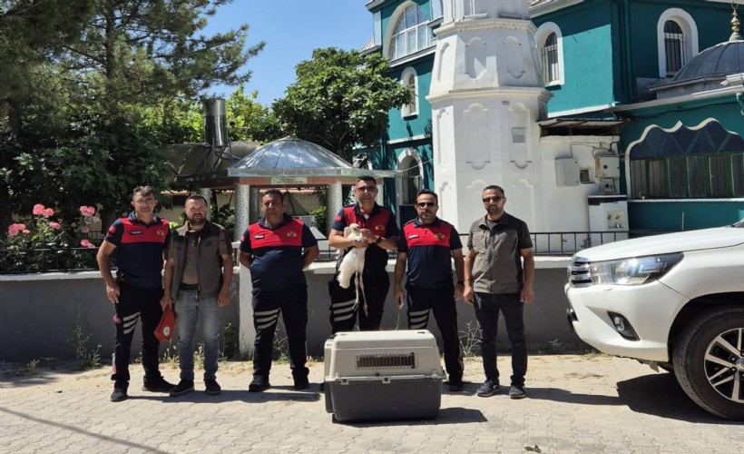 Ayağına ip dolanan yavru leylek kurtarıldı