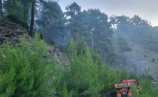 Aydın'da orman yangınında 20 dekar alan zarar gördü