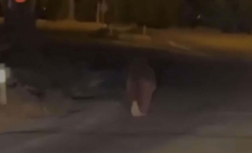 Ayılarla ilgili kritik uyarı: 'Ölümcül riskler barındırır'