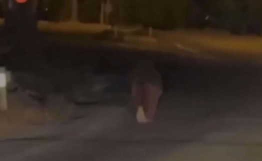 Ayılarla ilgili kritik uyarı: 'Ölümcül riskler barındırır'