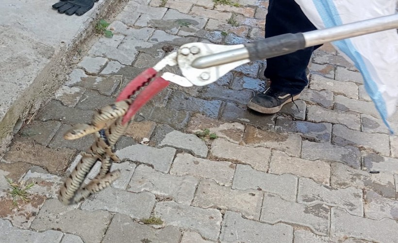 Eve giren yılanı itfaiye ekibi yakaladı