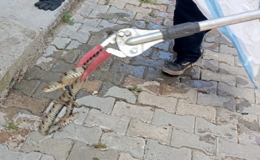 Eve giren yılanı itfaiye ekibi yakaladı