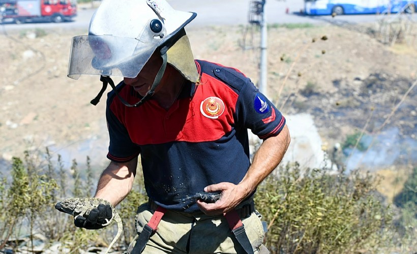 İzmir İtfaiyesi dumandan etkilenen bukalemunu hayata döndürdü