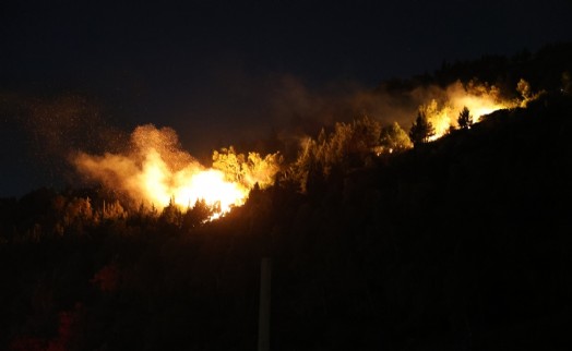İzmir Bornova'da çıkan orman yangını kontrol altına alındı