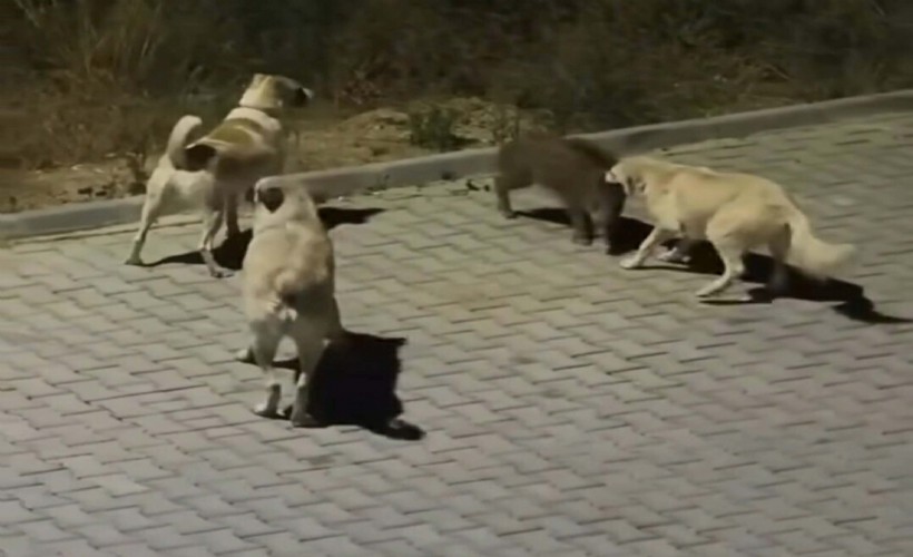 Köpekler yavru yaban domuzuna saldırdı; o anlar kamerada
