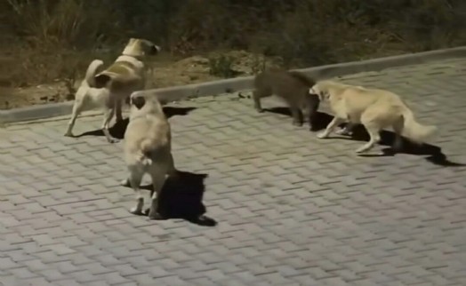 Köpekler yavru yaban domuzuna saldırdı; o anlar kamerada