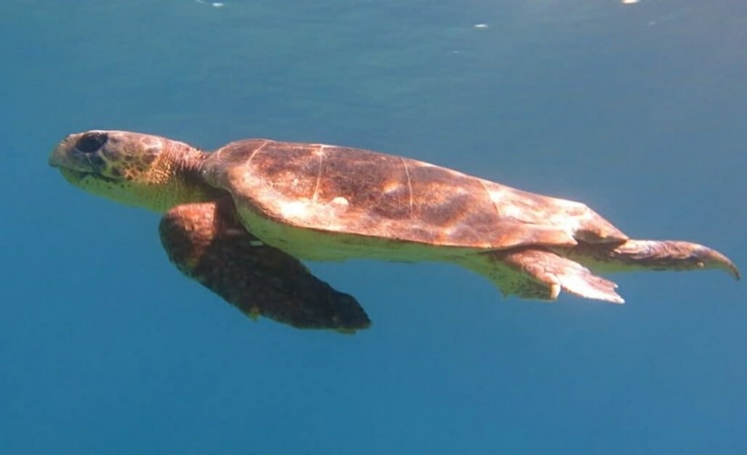 Kuşadası'nda ilk caretta caretta yuvası Güzelçamlı'da tespit edildi