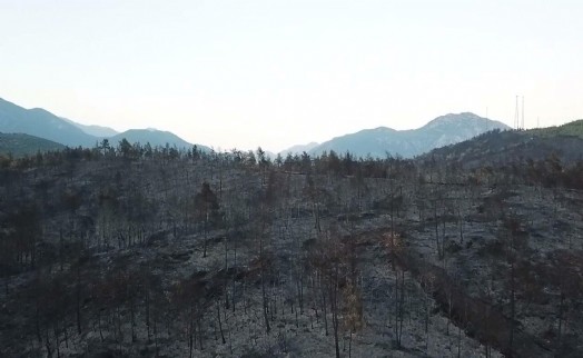 Muğla'da 5 bin hektardan fazla alan kül oldu! Alevler yeniden yükseliyor...