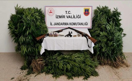 Ormana zehir tarlası kuran şahıs tutuklandı