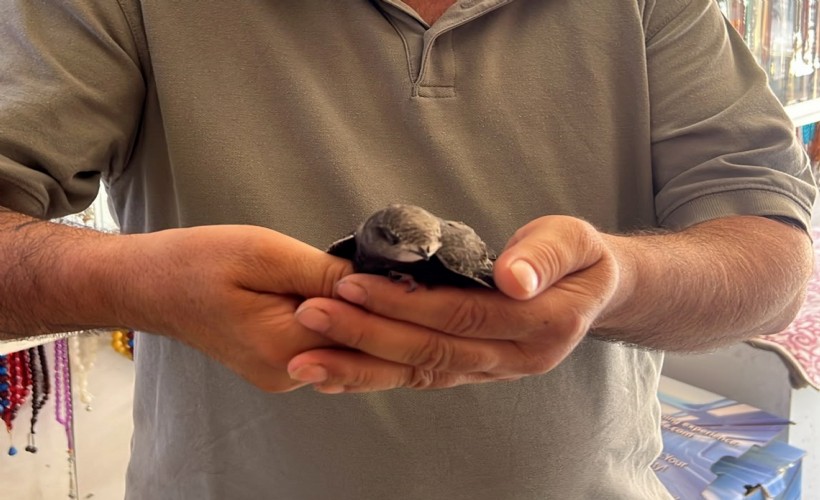 Sıcaktan bitkin düşen ebabil kuşuna yardım eli