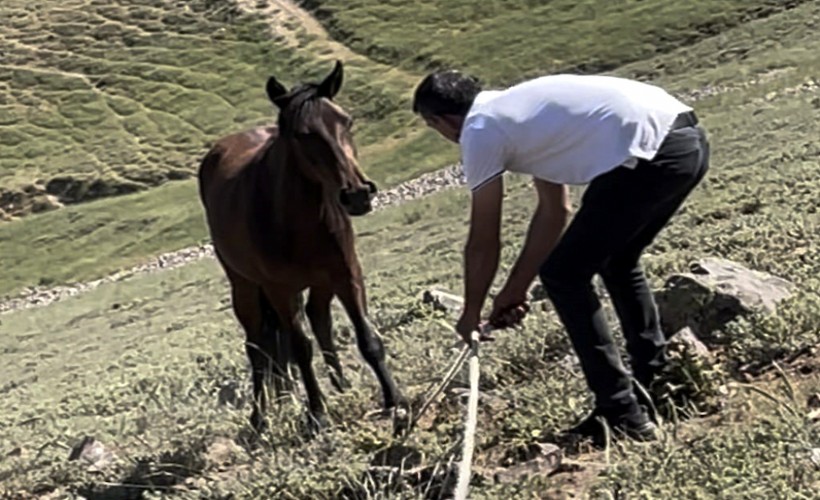 Yılkı atları için kurulan tuzaklar imha edildi