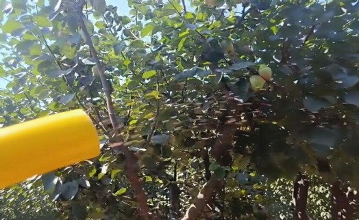 2,5 milyon steril Akdeniz meyve sineği doğaya salındı