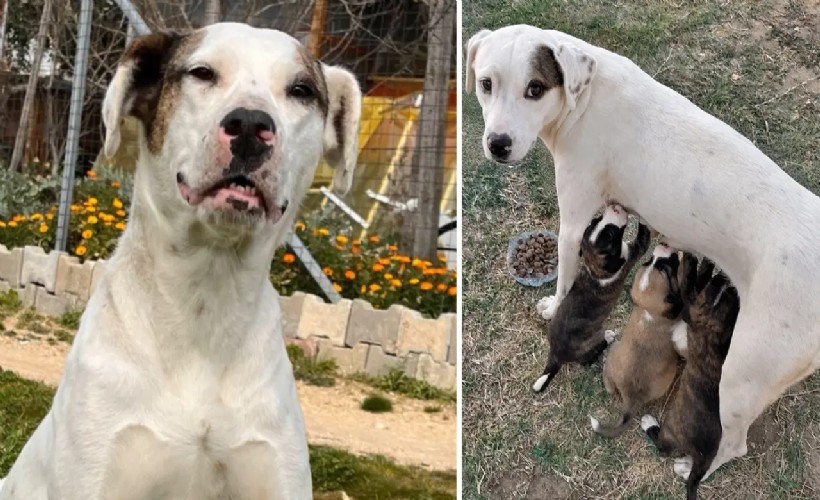 Av tüfeğiyle öldürülen 'Sütlaç' için savcılığa suç duyurusu